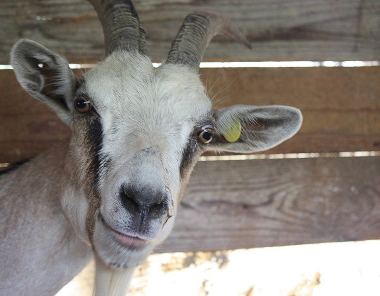 fattoria-lacontadina-02-768x600