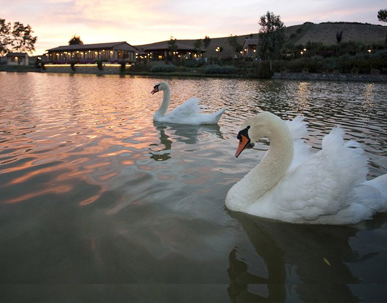 il-lago_015-2-768x600
