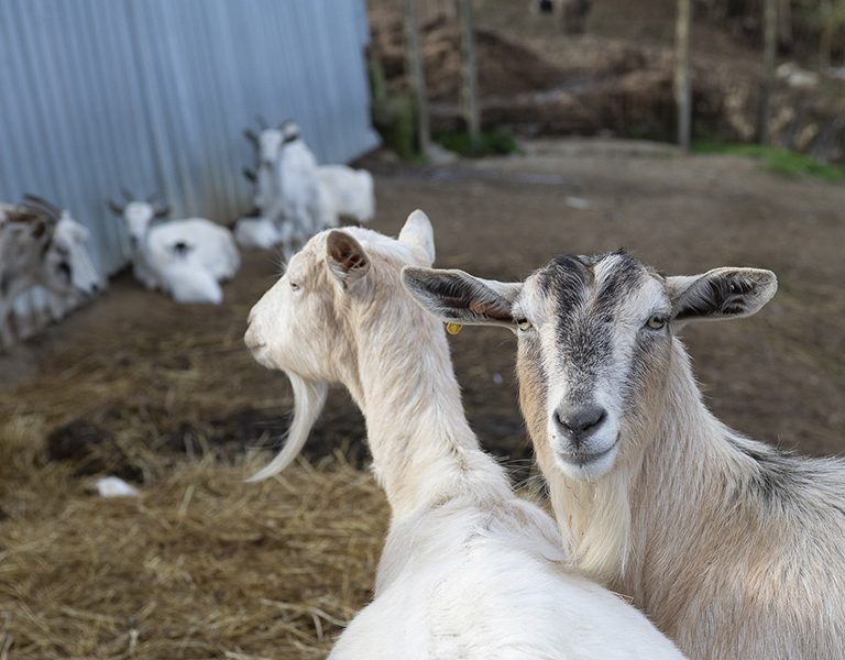 mattonedue-montaione-08-768x600