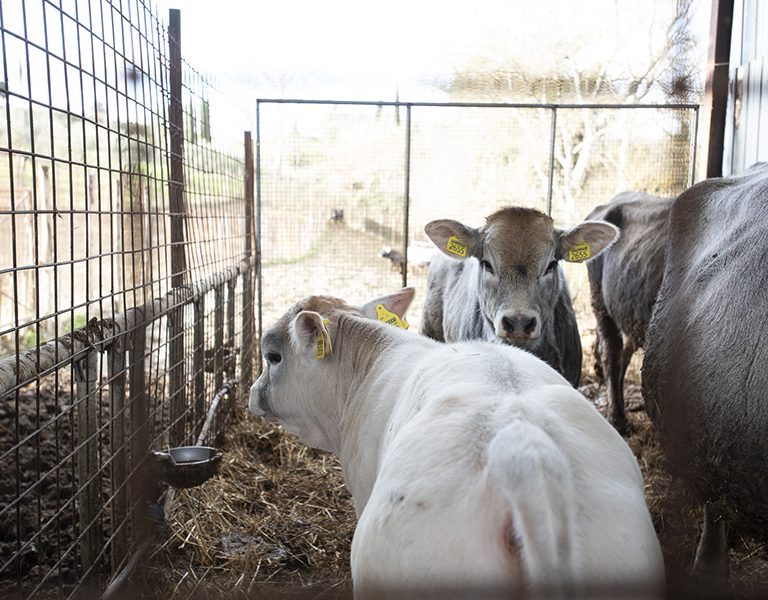 mattonedue-montaione-09-768x600